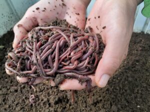 Image showing worms active in a worm farm